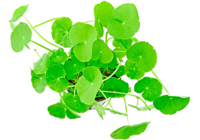 Гидрокотила Белоголовая, шт